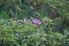 Osbeckia hispidissima